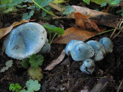Stropharia caerulea