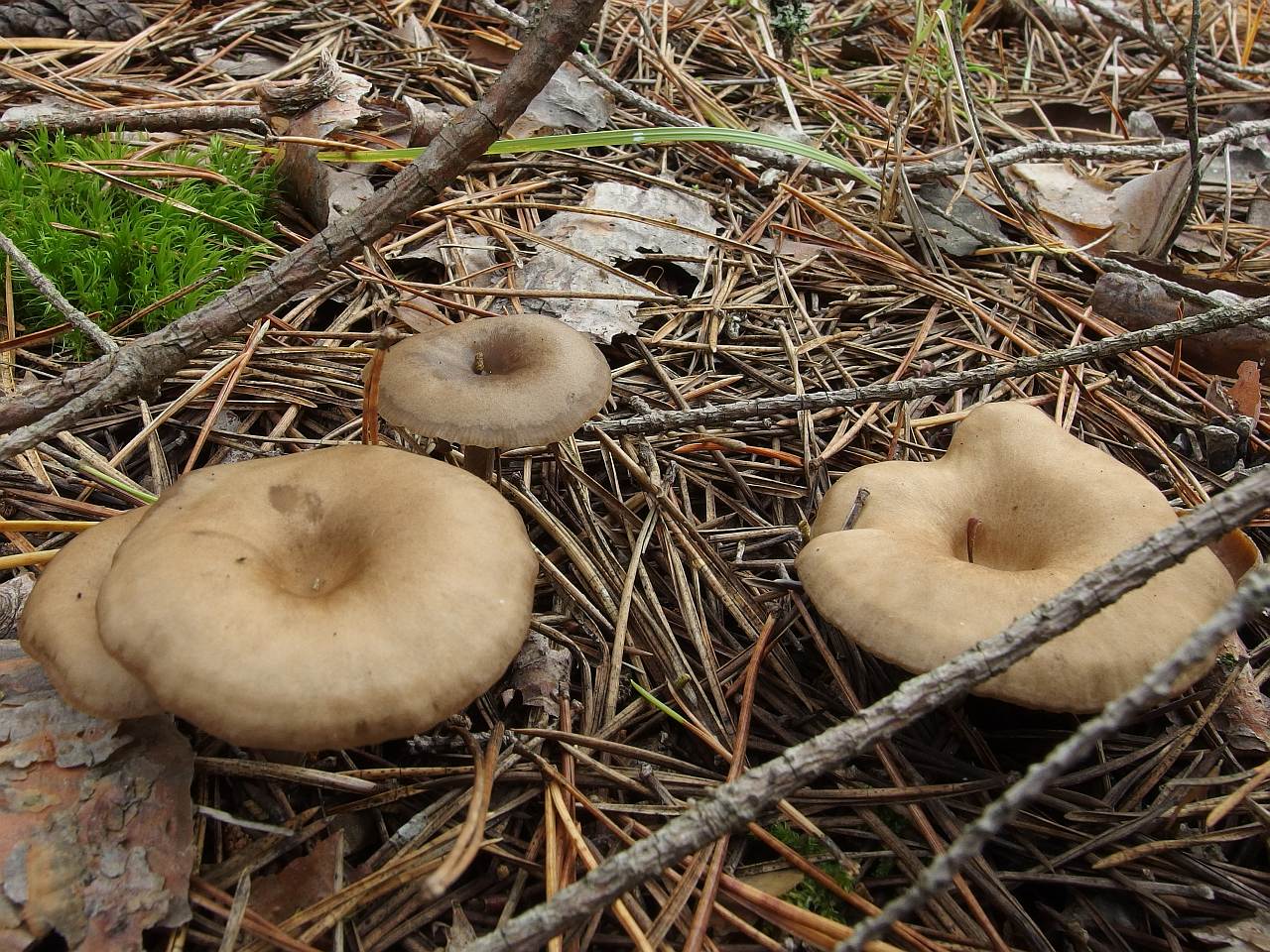 Clitocybe metachroa