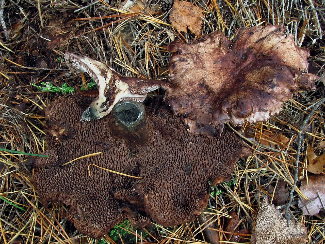 Sarcodon amarescens
