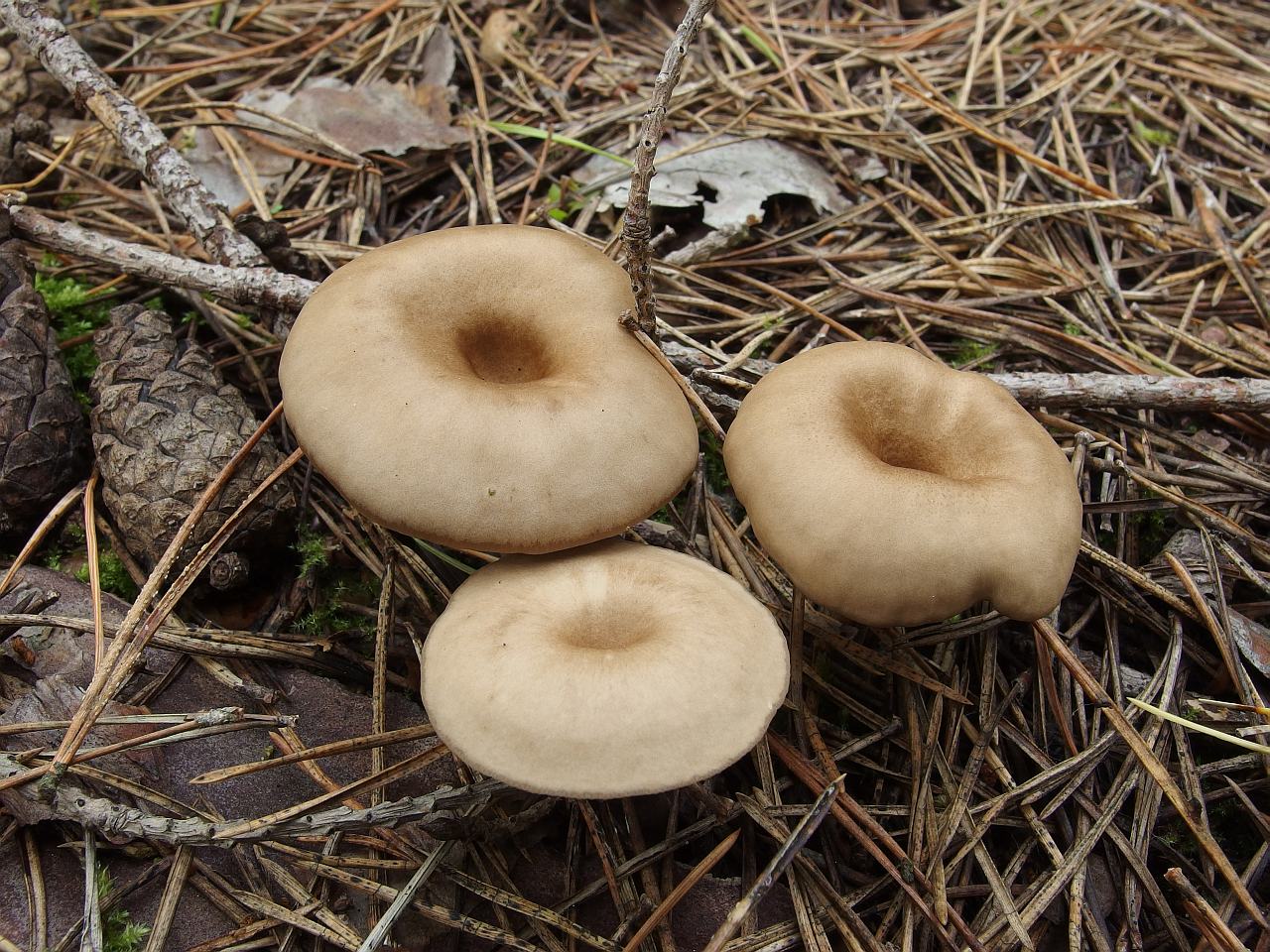 Clitocybe metachroa