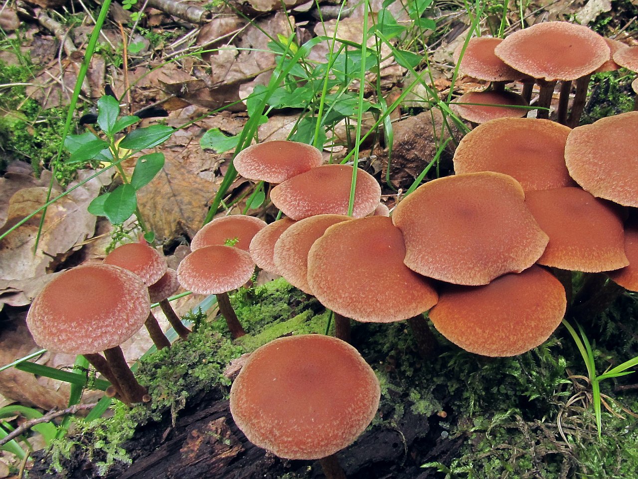 Tubaria confragosa
