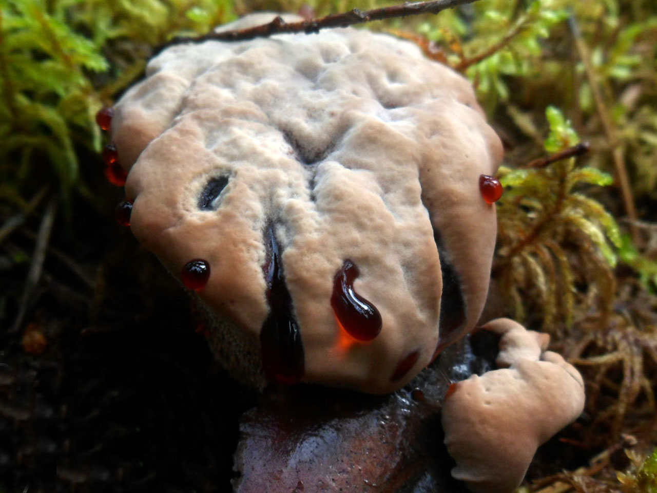 Hydnellum peckii
