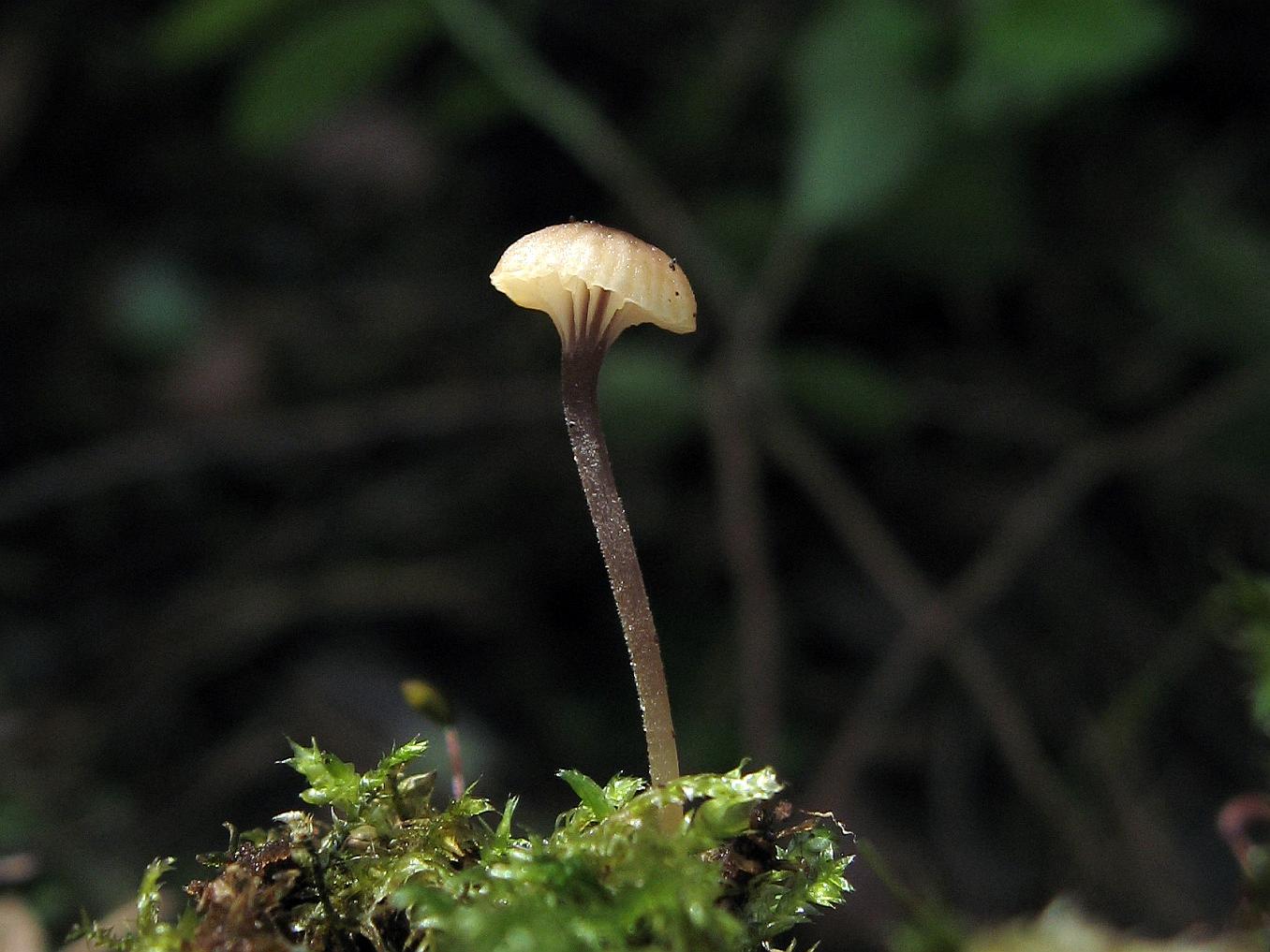Rickenella swartzii
