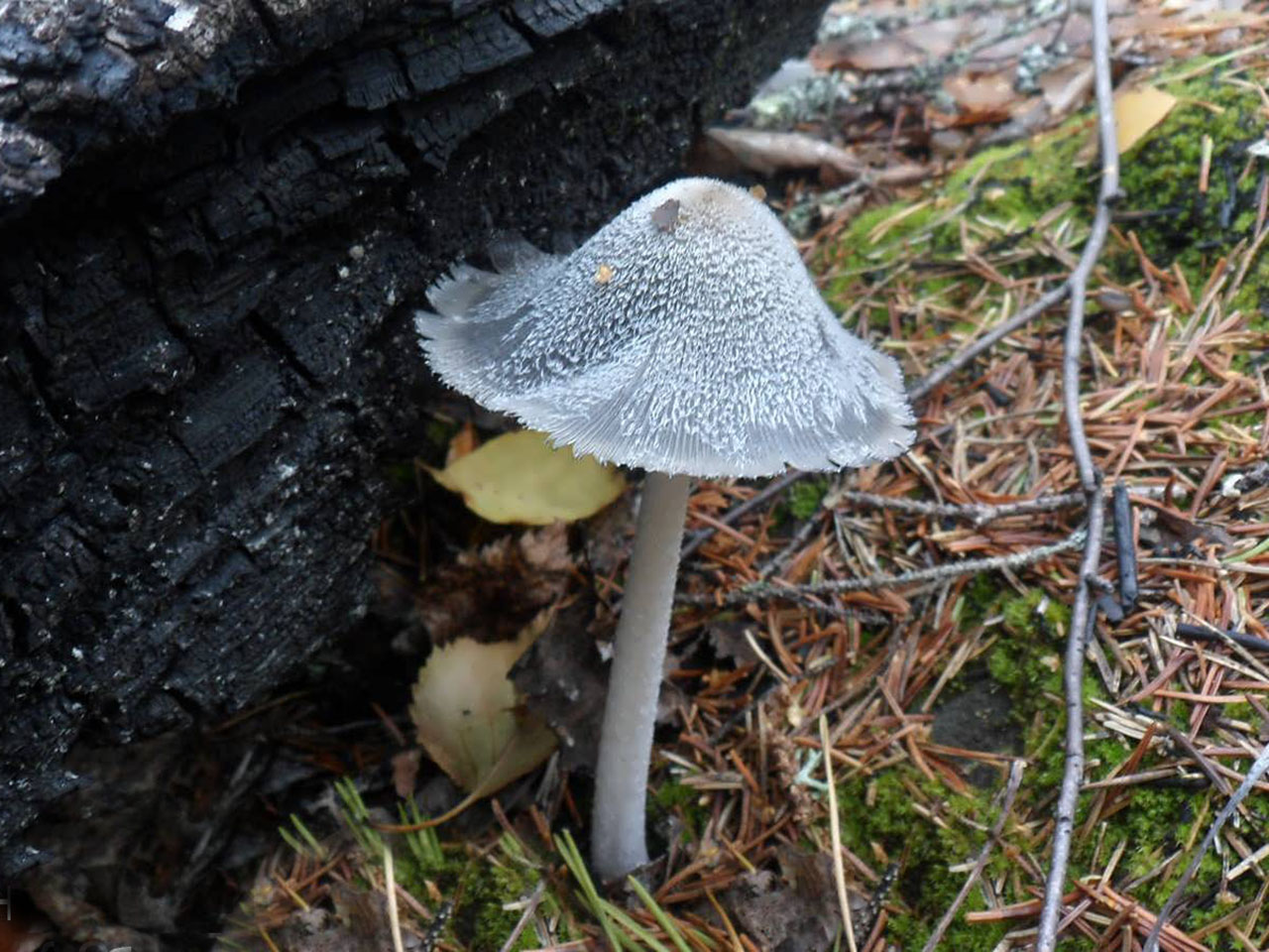 Coprinopsis lagopides