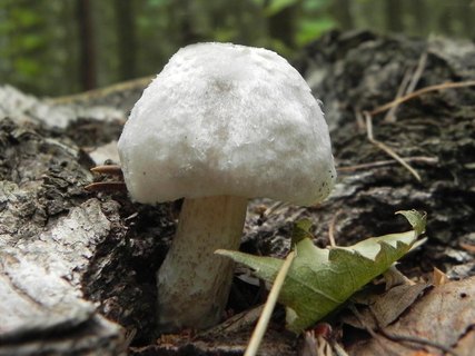 Volvariella bombycina