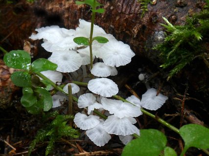 Delicatula integrella