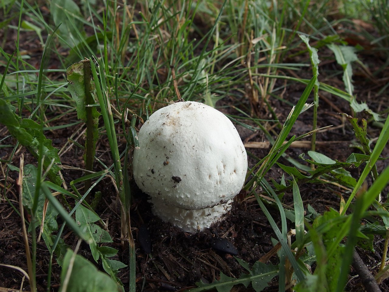 Agaricus arvensis