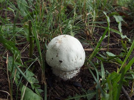 Agaricus arvensis