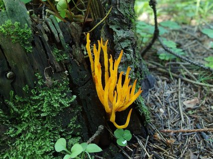 Calocera viscosa – Калоцера клейкая