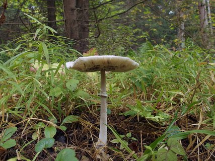Chlorophyllum rachodes
