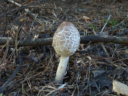 Chlorophyllum rachodes