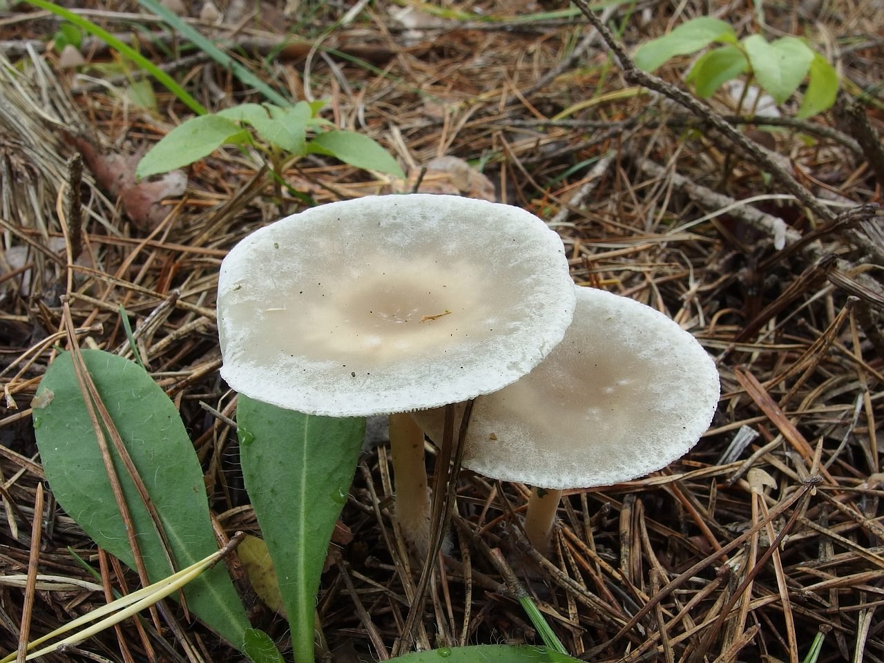 Clitocybe odora