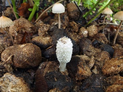 Coprinus sterquilinus