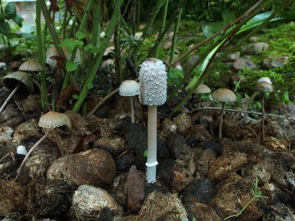 Coprinus sterquilinus