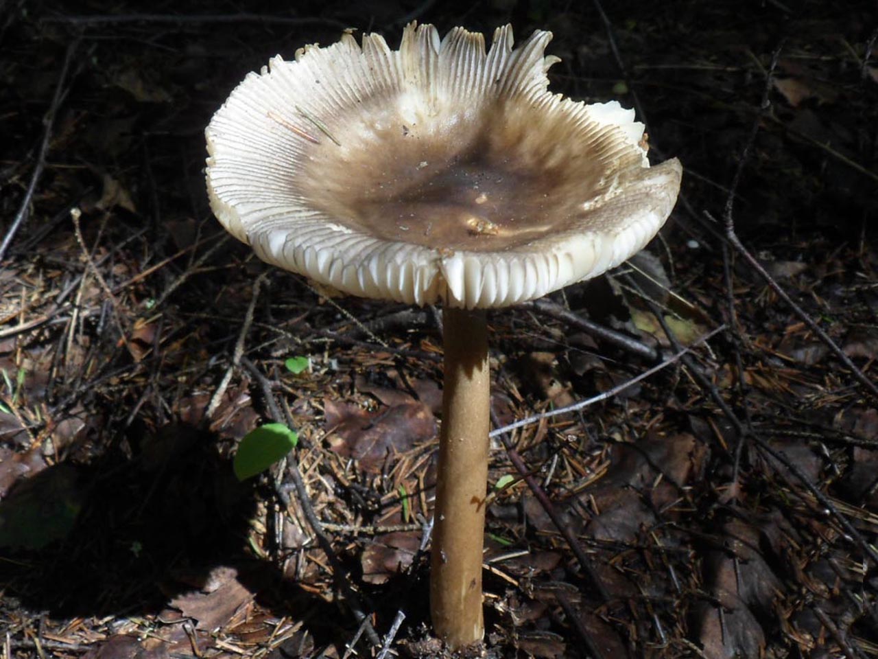 Amanita battarrae