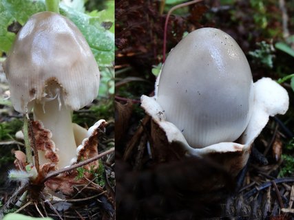 Amanita battarrae