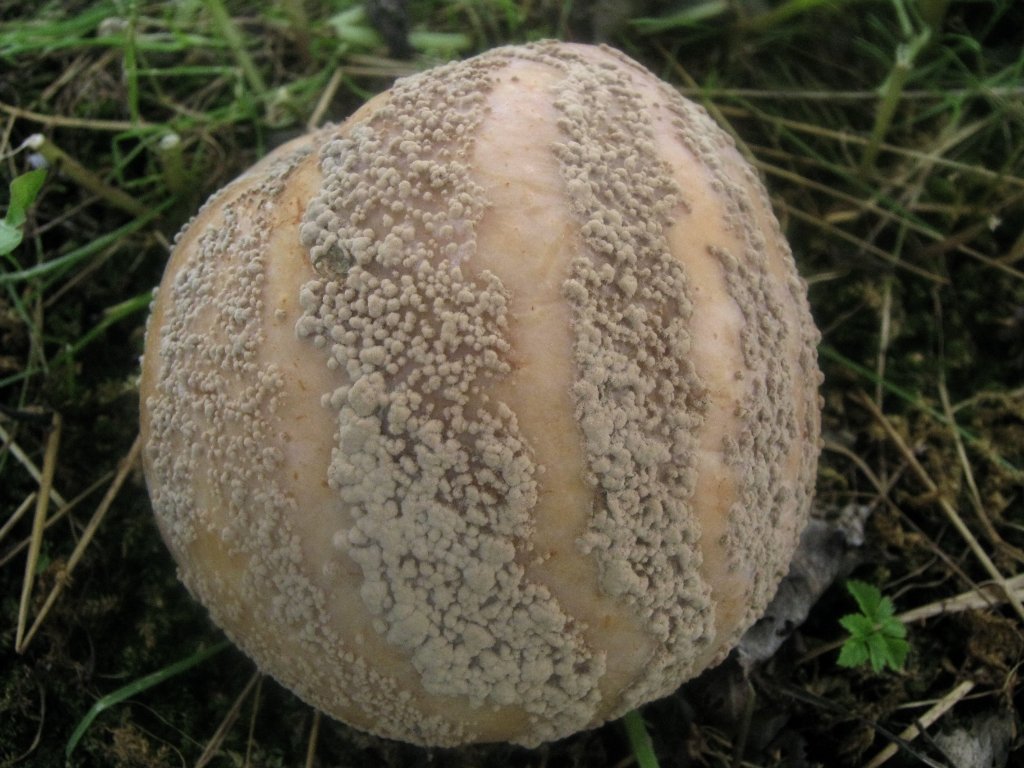 Monilinia frutigena
