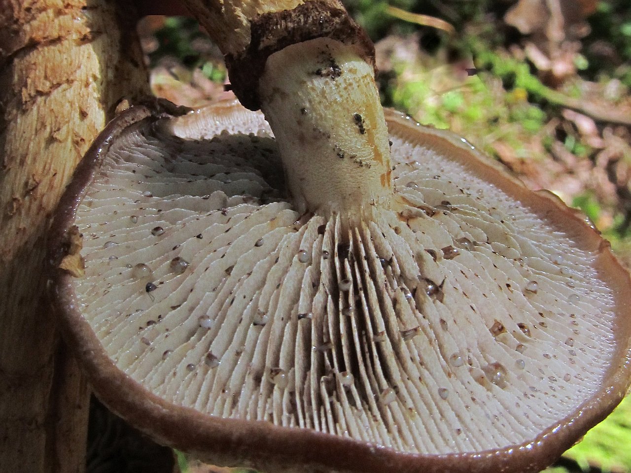 Hemistropharia