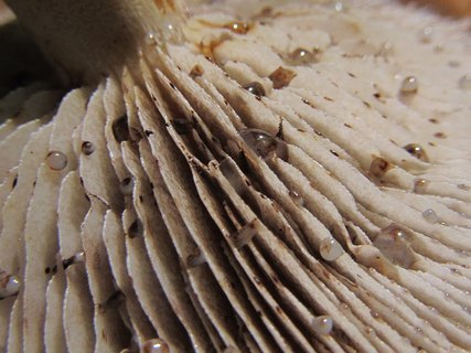 Hemistropharia albocrenulata