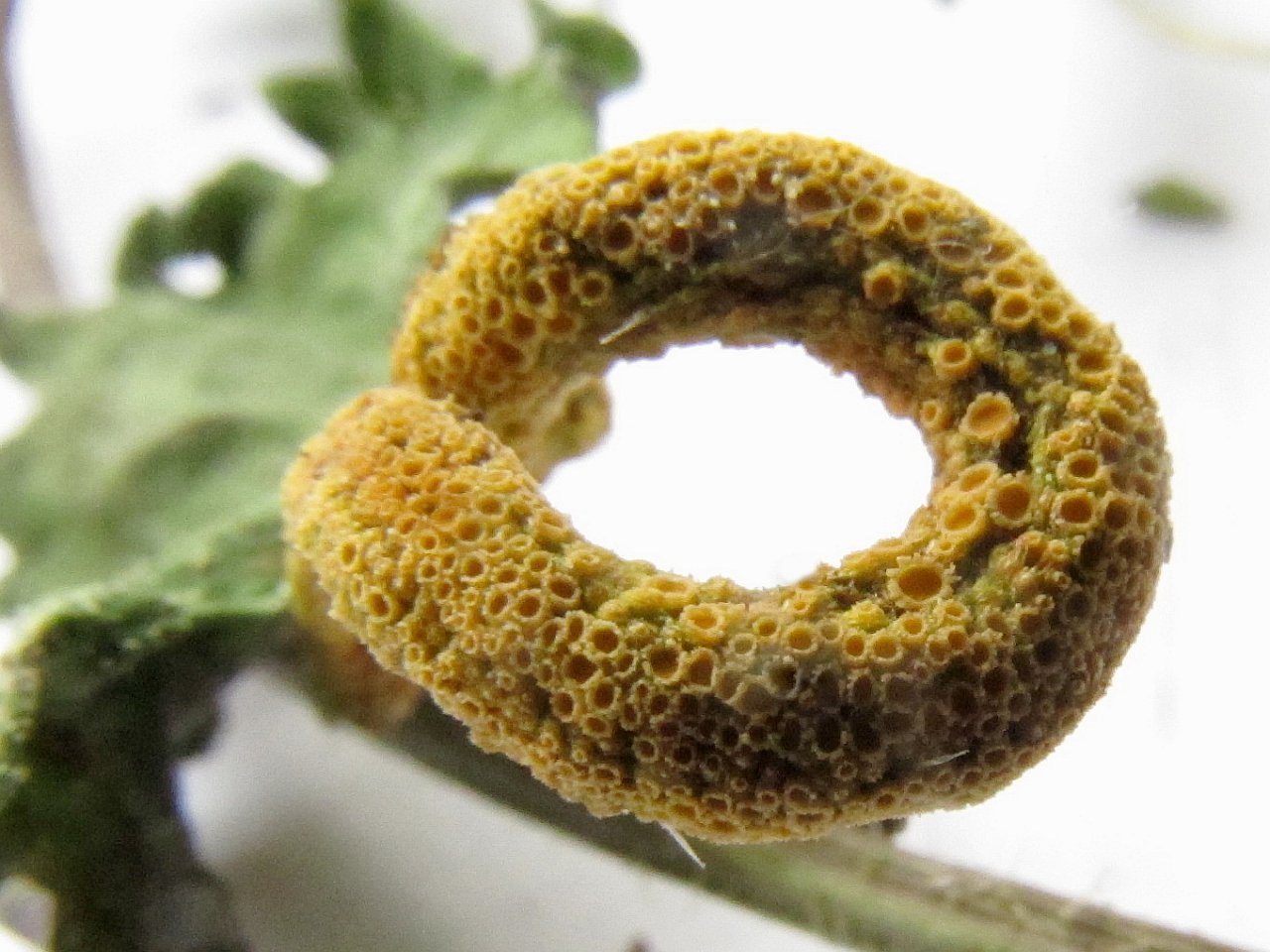 Puccinia