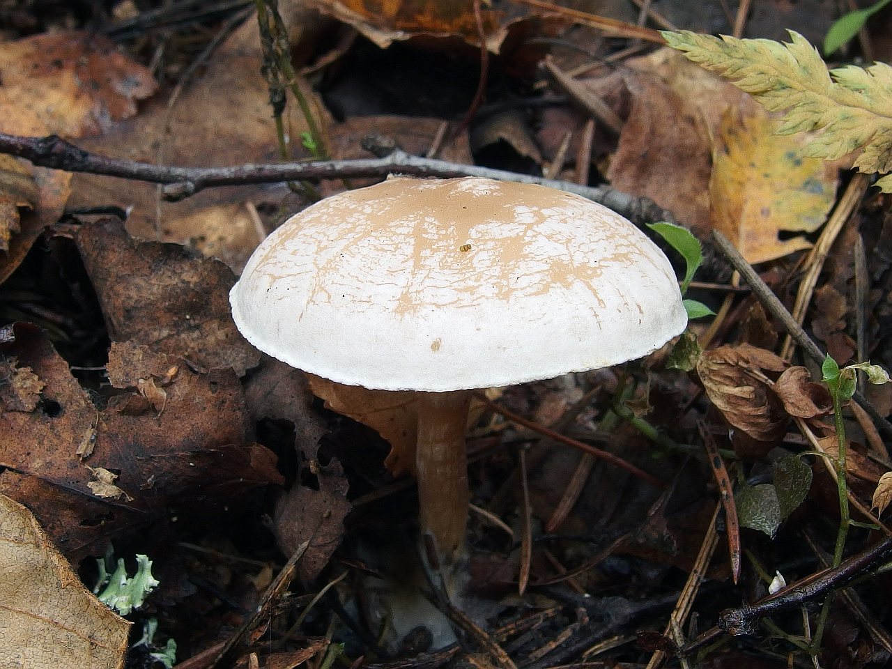 Clitocybe phyllophila