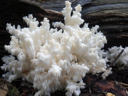 Hericium coralloides