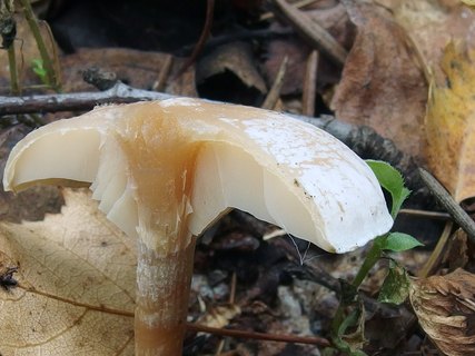 Clitocybe phyllophila