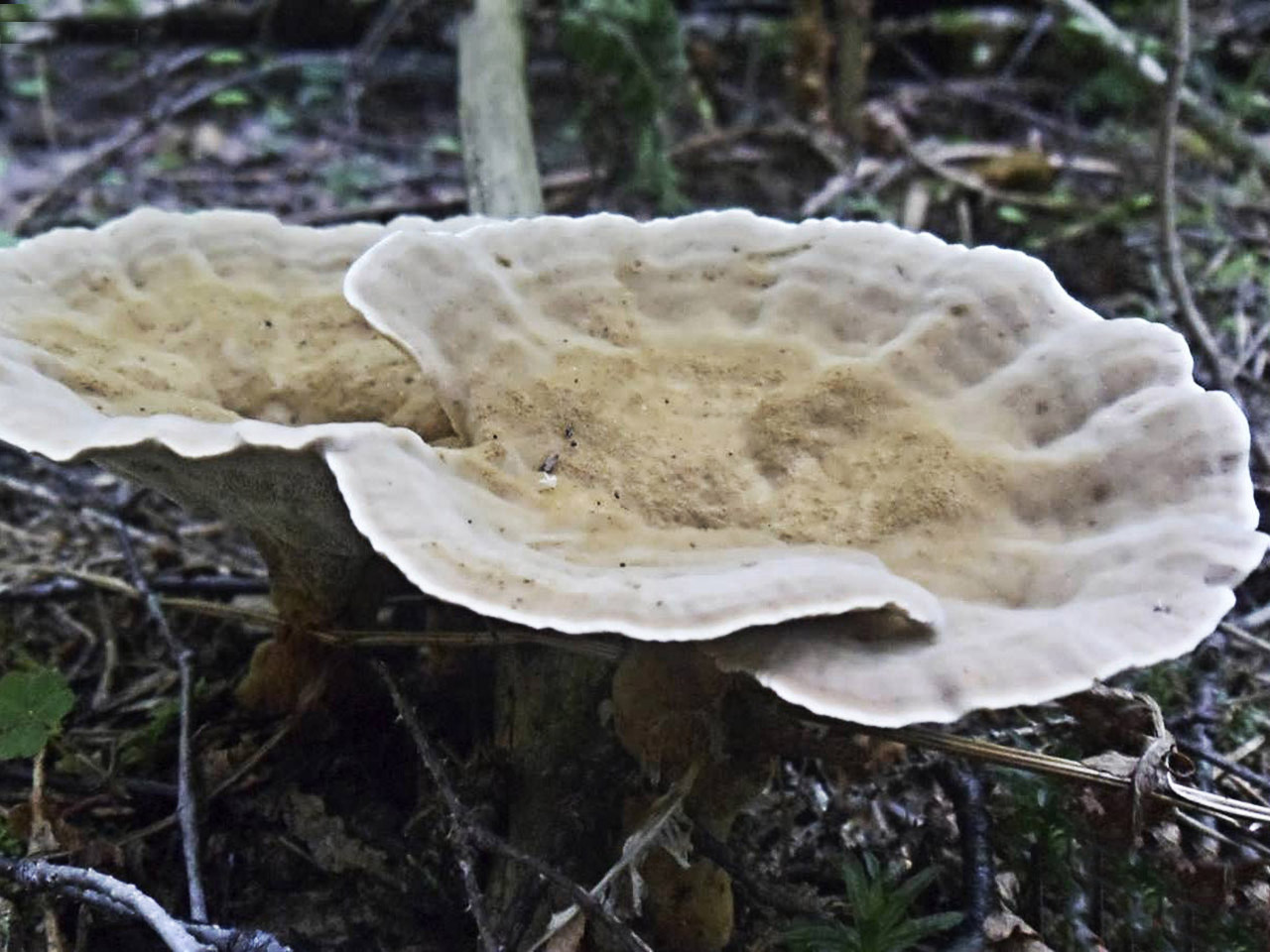 Onnia tomentosa