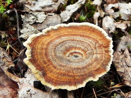 Coltricia perennis