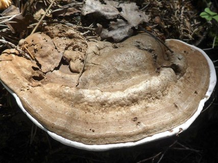 Ganoderma applanatum