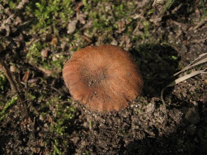 Clitocybe sinopica