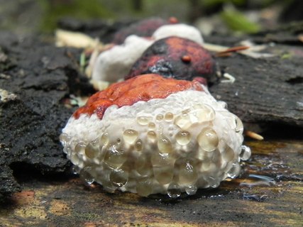 Fomitopsis pinicola АMF 20130613-01