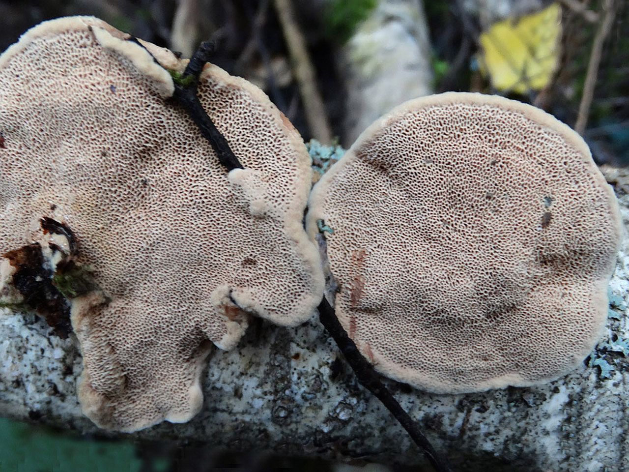 Hapalopilus rutilans