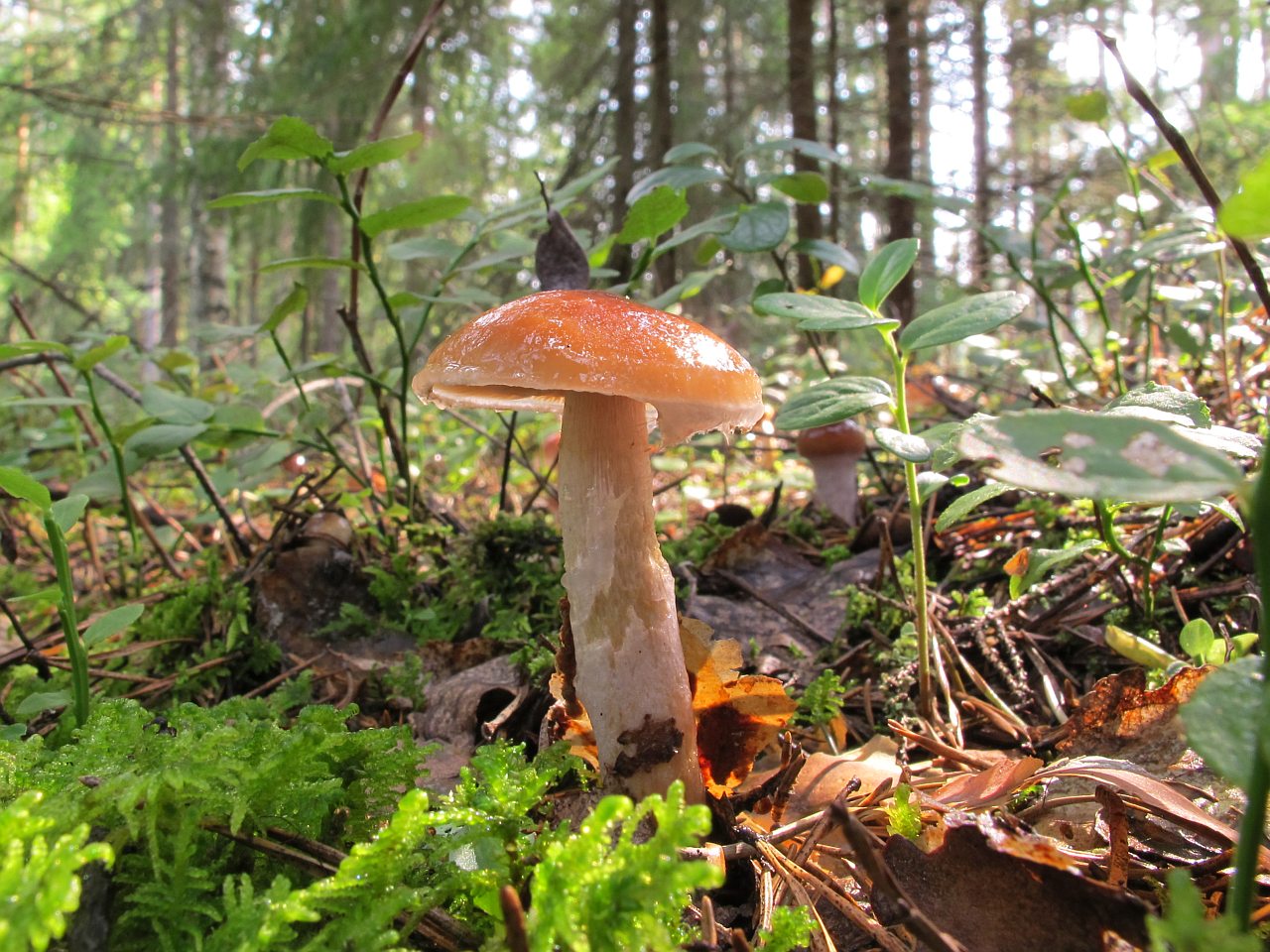 Cortinarius collinitus