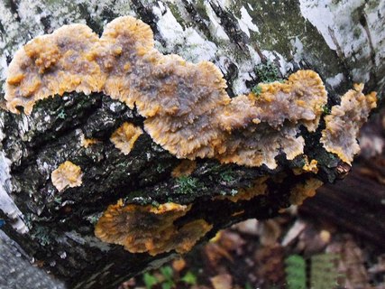 Phlebia radiata