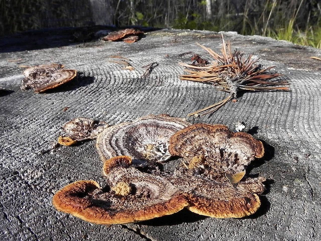 Gloeophyllum sepiarium
