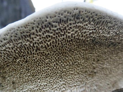 Trametes gibbosa