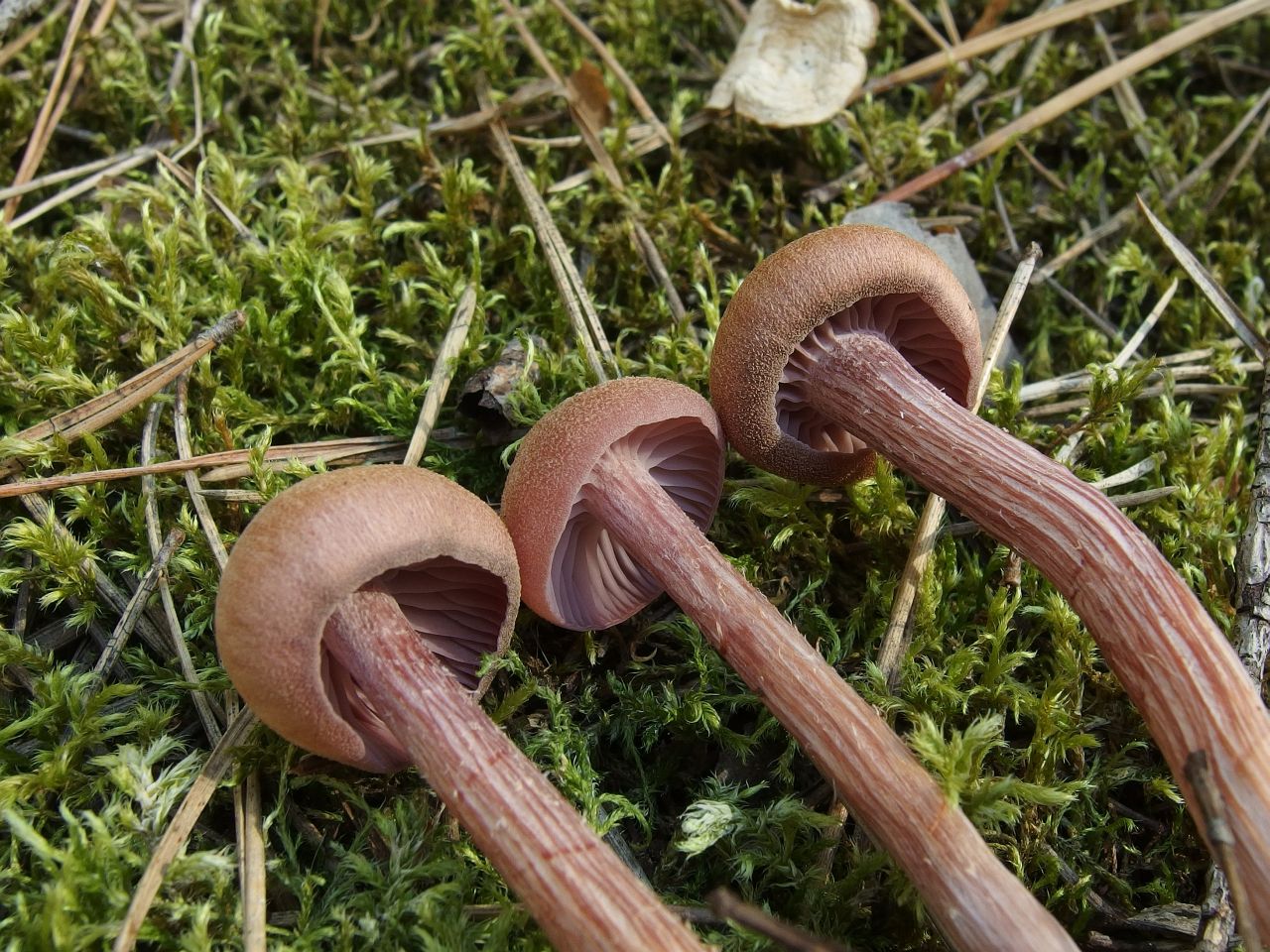 Laccaria bicolor