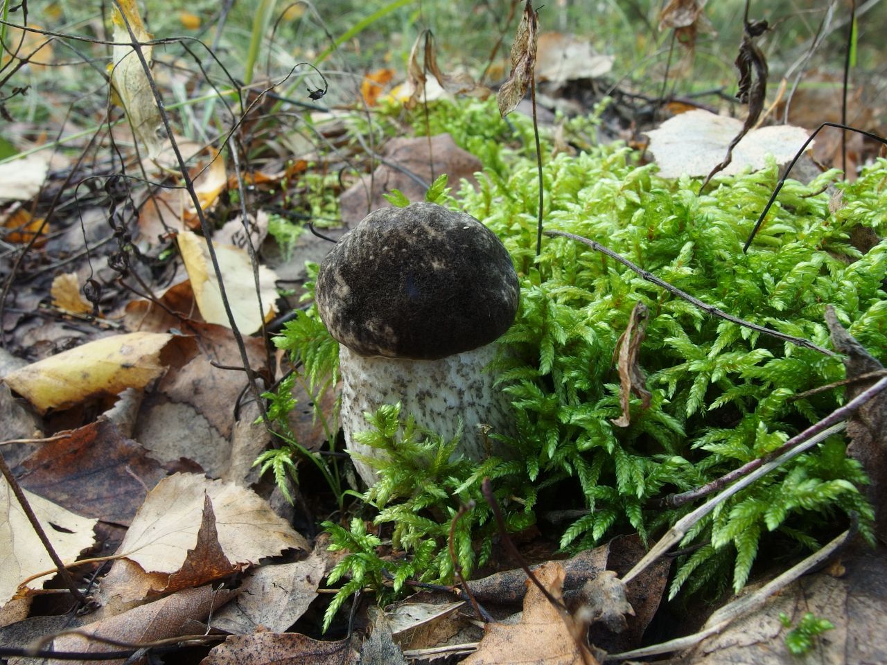 Leccinum variicolor