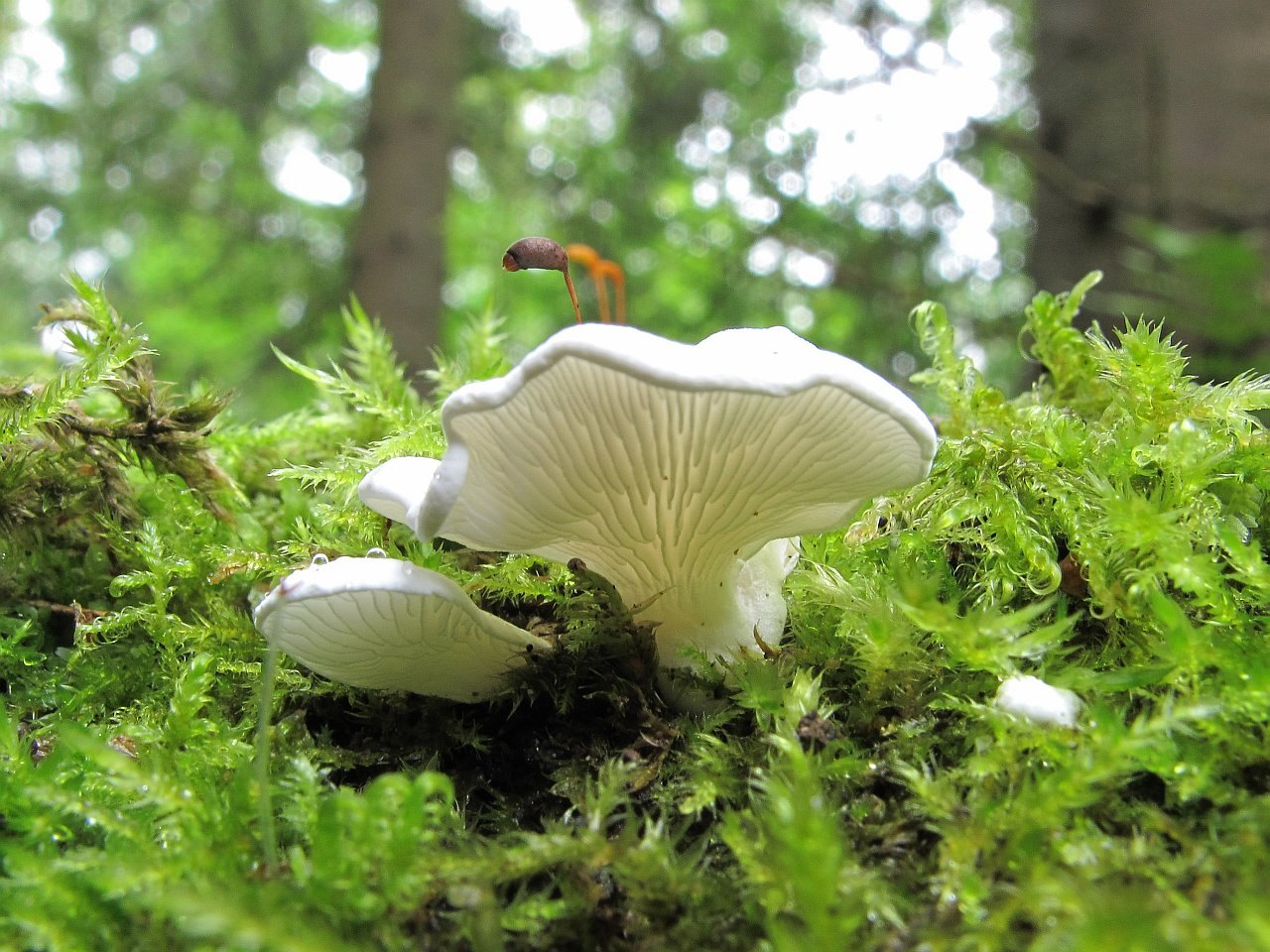 Cheimonophyllum