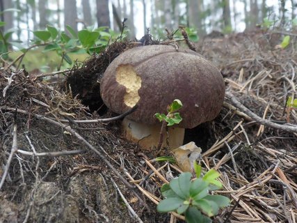 Boletus pinophilus