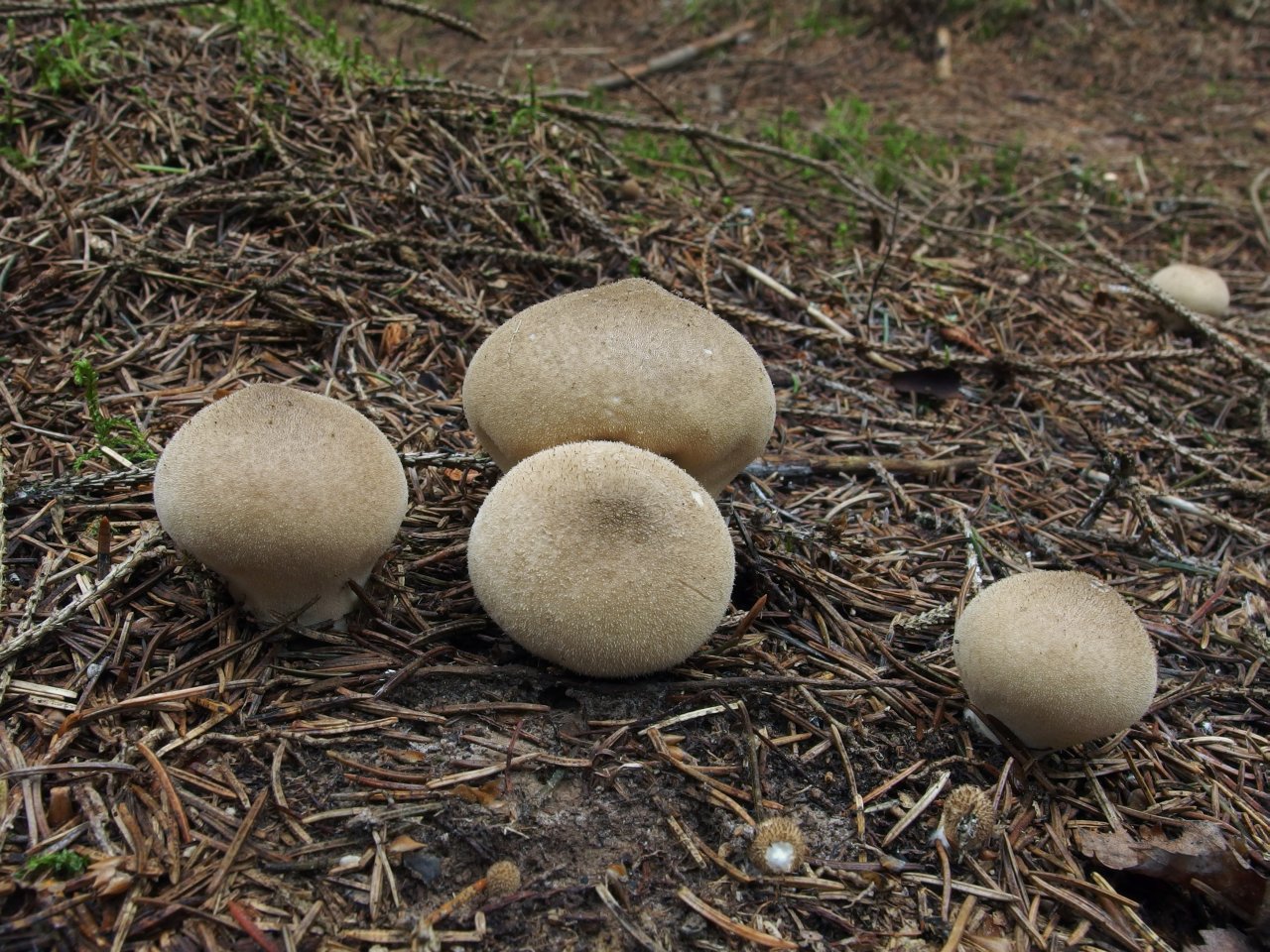 Lycoperdon umbrinum