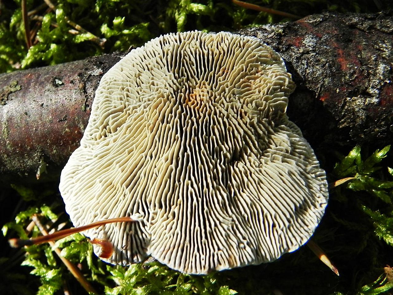 Daedaleopsis septentrionalis