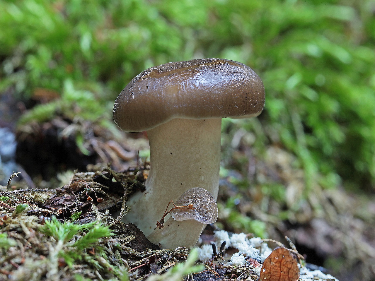 Picipes badius