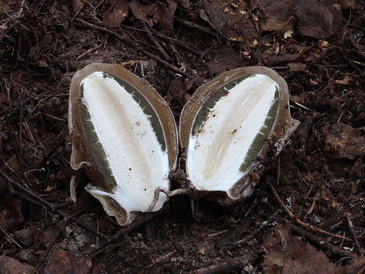 Phallus impudicus