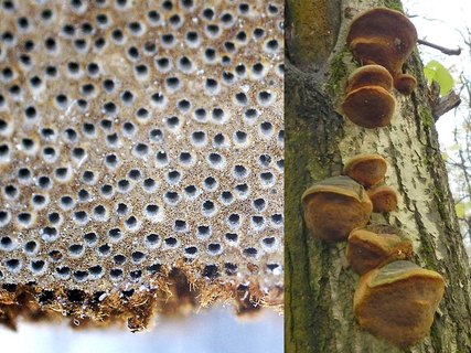 Fomitiporia robusta