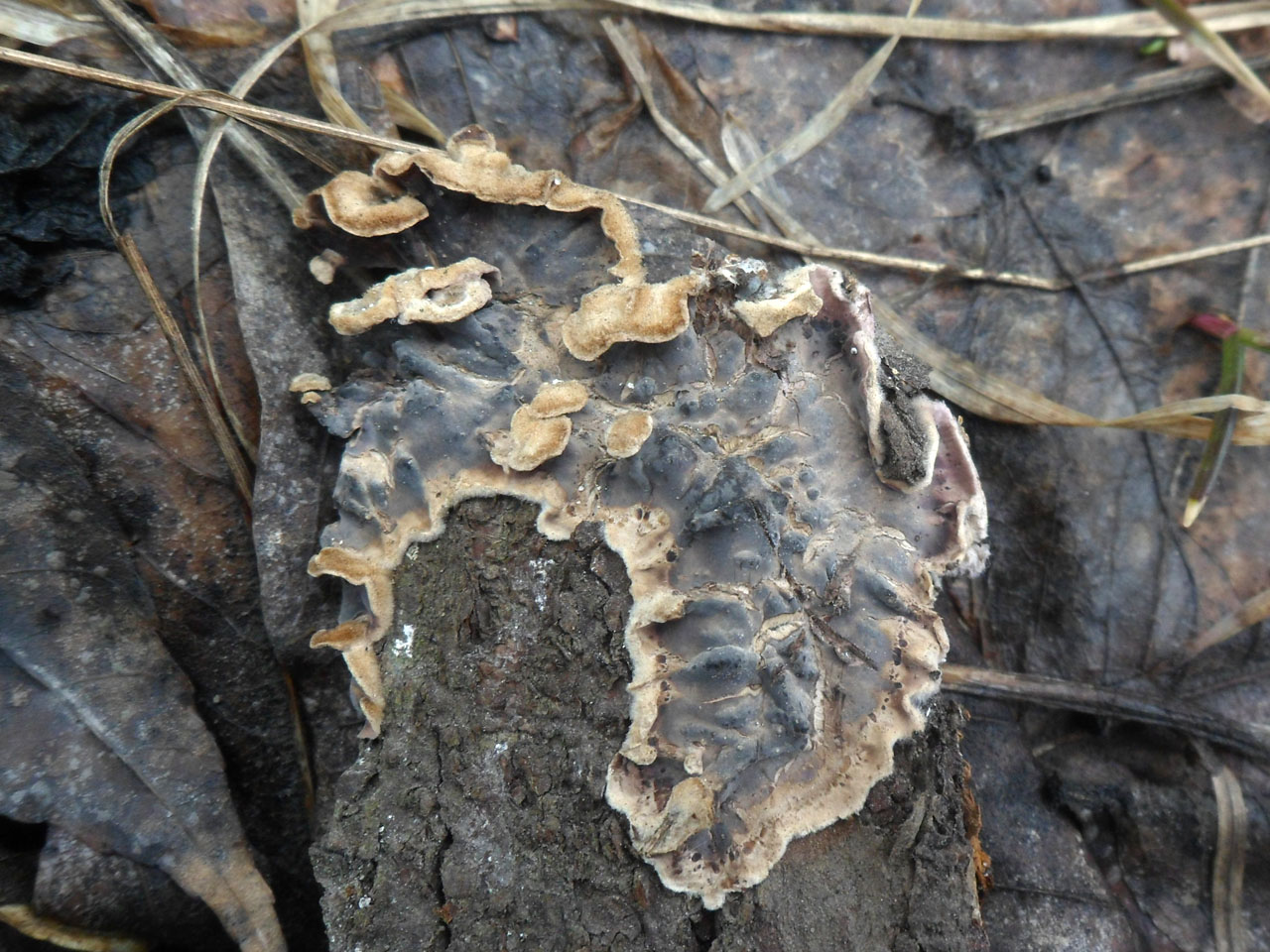 Stereum rugosum