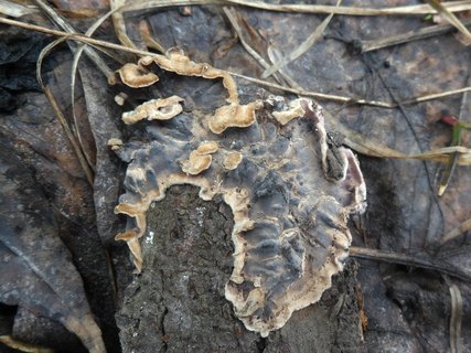 Stereum rugosum
