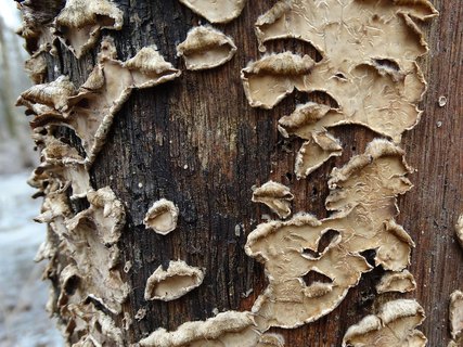 Stereum gausapatum