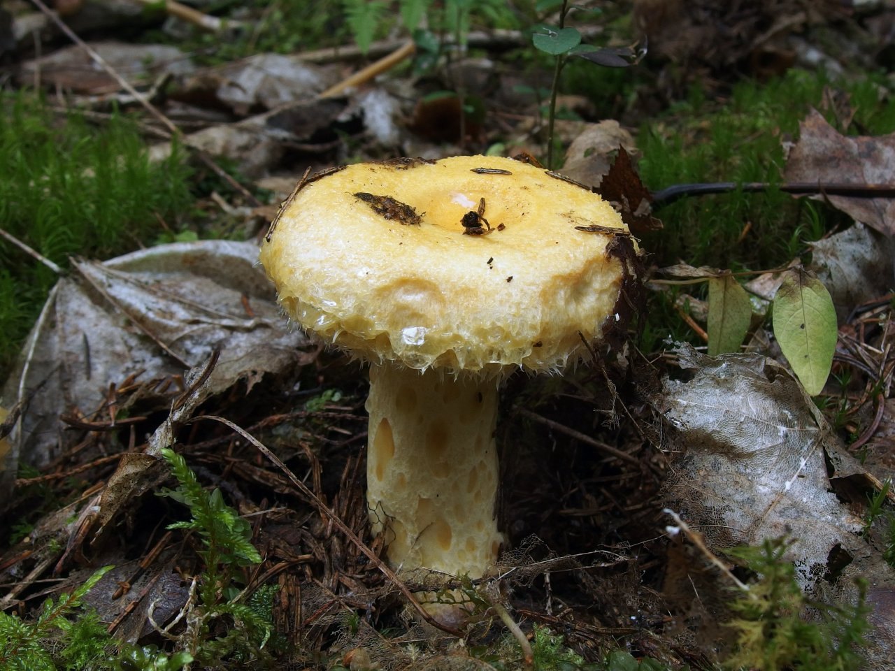 Lactarius repraesentaneus
